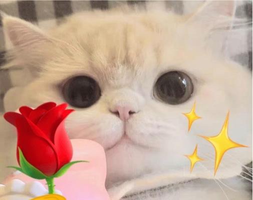 猫伸手抓玫瑰花代表什么？猫抓玫瑰的行为有何含义？