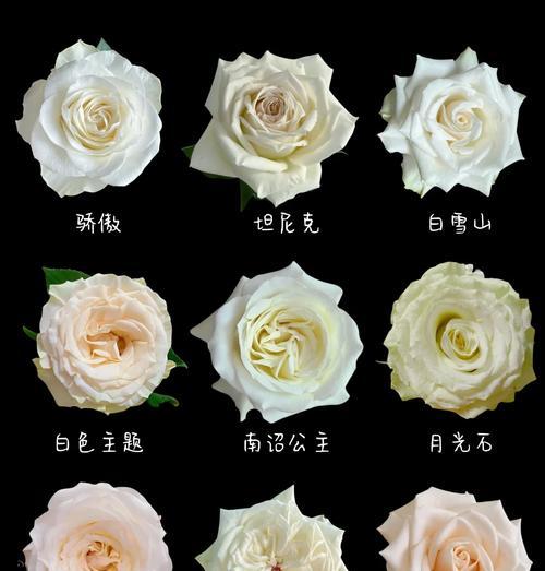 日语中白玫瑰代表什么？白玫瑰在日本文化中的含义是什么？