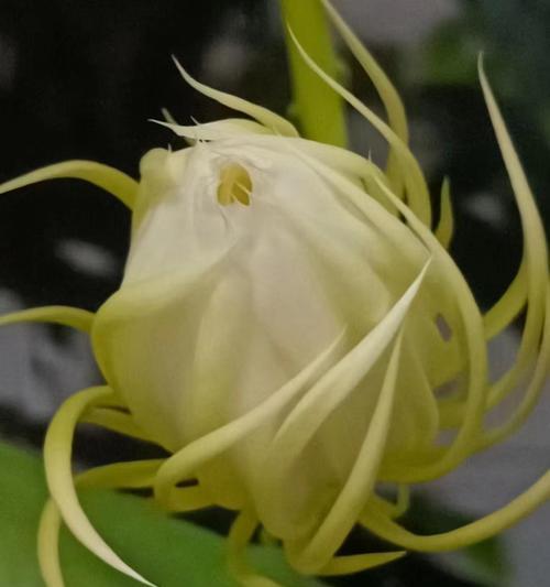 哪些室内花卉寓意好且易于养护？它们各自有何特点？
