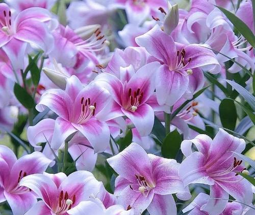 百合花象征着什么意义？它在不同文化中有哪些含义？