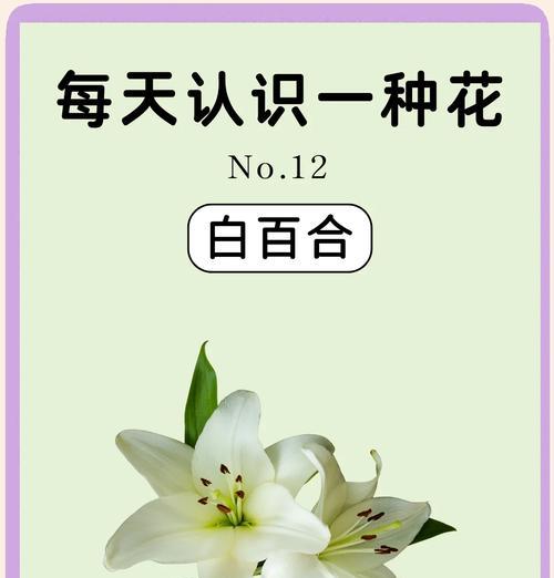 百合花象征着什么意义？它在不同文化中有哪些含义？