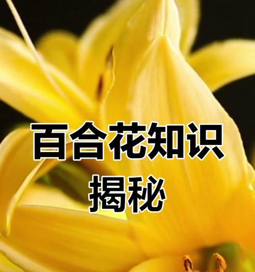 百合花象征着什么意义？它在不同文化中有哪些含义？