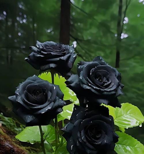 十朵黑玫瑰花的寓意是什么？