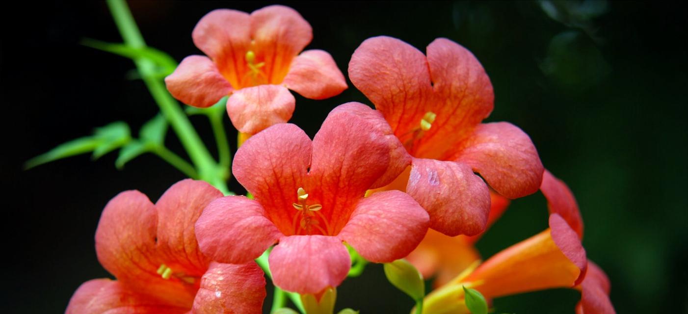 哪种花象征乐观积极？