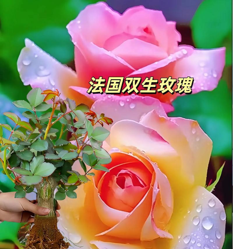 土堆上种满玫瑰花象征着什么？它的寓意是什么？