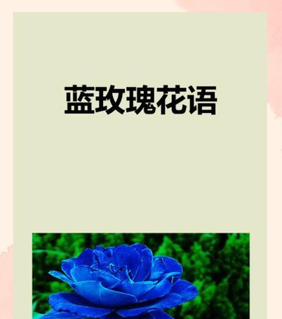 白晶蓝色玫瑰的独特含义是什么？它与传统玫瑰有何不同？