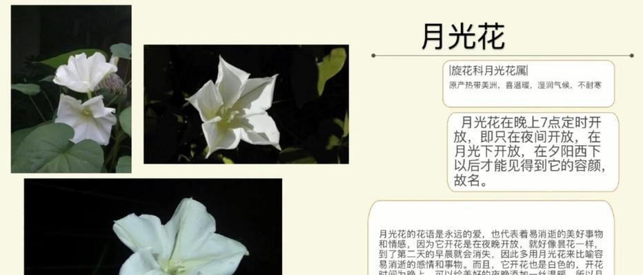 月季的花语是什么意思？月季花代表的含义有哪些？
