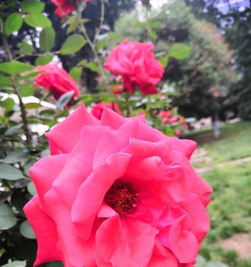 月季的花语是什么意思？月季花代表的含义有哪些？