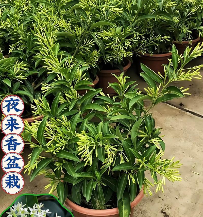 夜来香的花语代表了什么？