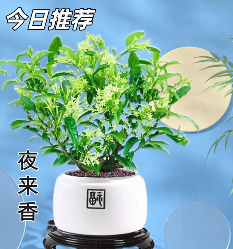 夜来香的花语代表了什么？