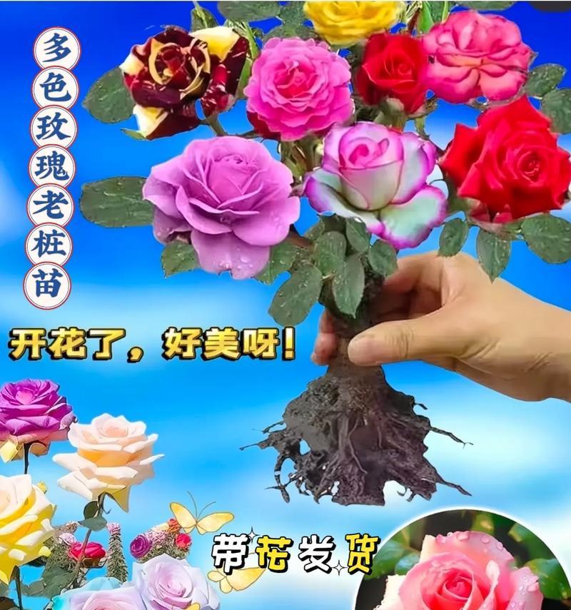 路人系鞋带送玫瑰花有何寓意？这种行为背后隐藏着什么含义？