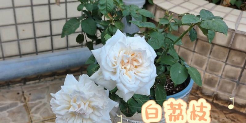 52枝白荔枝玫瑰代表了什么？