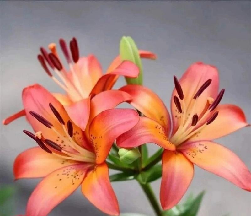 深粉红色百合花的花语是什么？在花艺中代表什么情感？