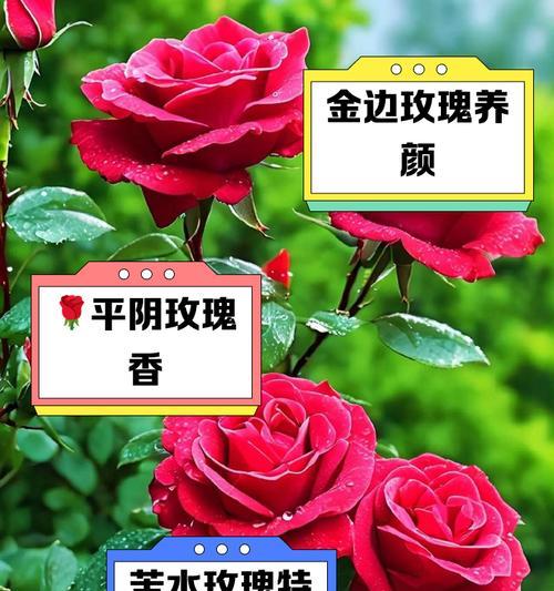 丈母娘送玫瑰花有何深意？哪种玫瑰花最合适？