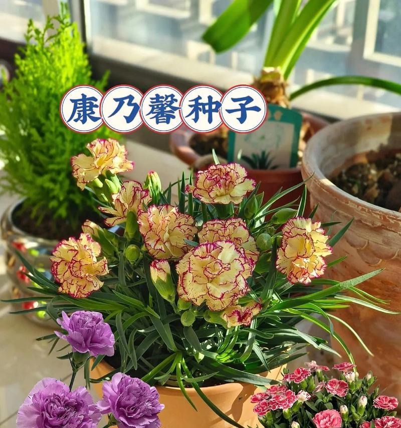 罕见康乃馨的花语是什么？康乃馨的特殊含义有哪些？