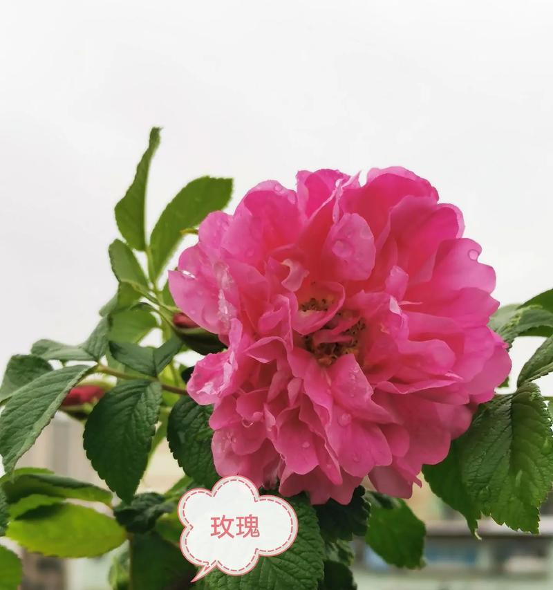 118朵粉色玫瑰代表什么意义？