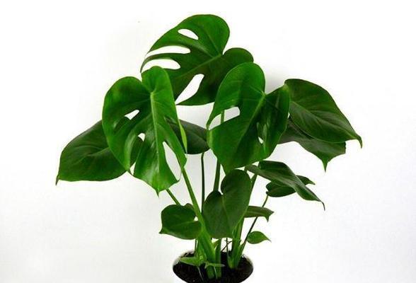 稳稳的幸福花卉是什么意思？节节高升送什么植物又是什么？