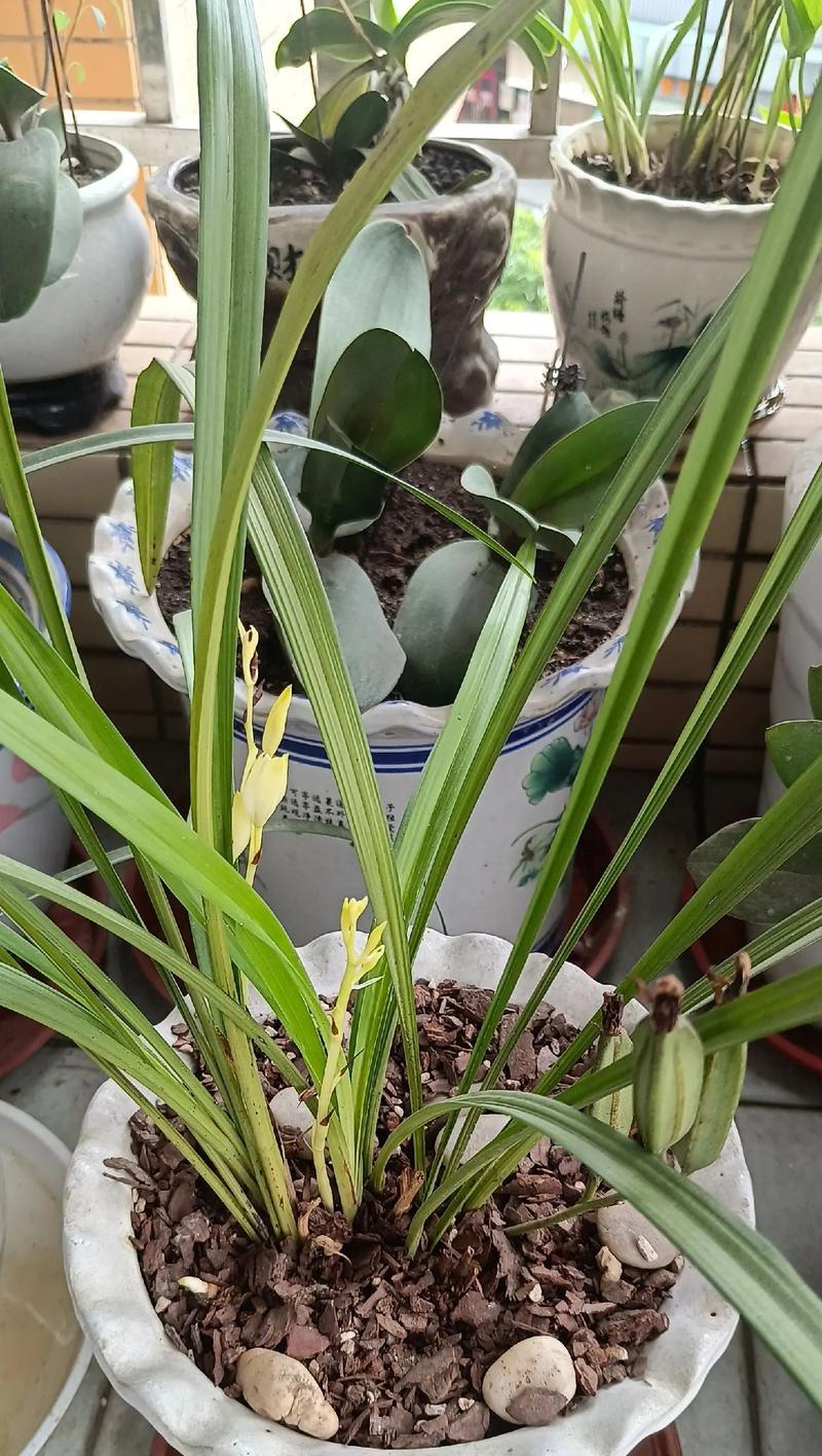 稳稳的幸福花卉是什么意思？节节高升送什么植物又是什么？