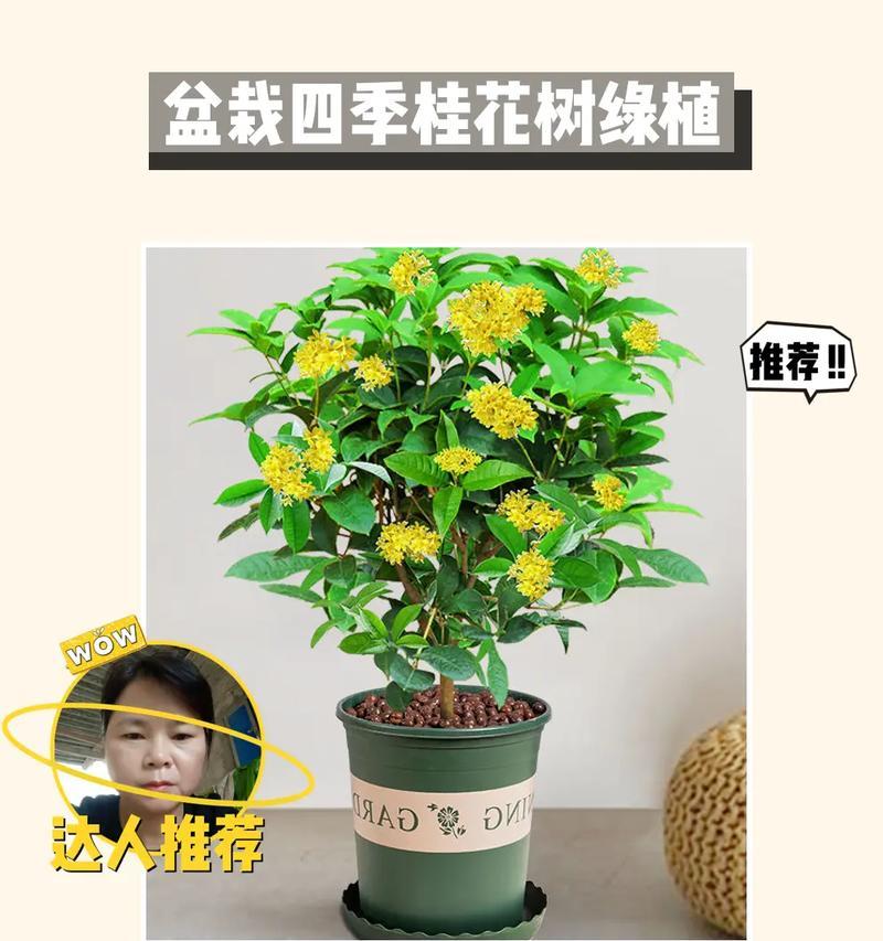 稳稳的幸福花卉是什么意思？节节高升送什么植物又是什么？
