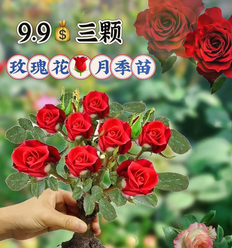 男朋友家种玫瑰花有何寓意？