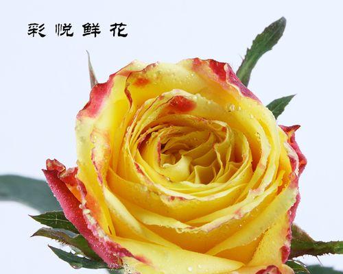 两朵黄玫瑰花代表什么？购买时应注意什么？