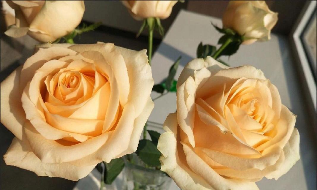 香槟色玫瑰花语是什么？香槟玫瑰传递了哪些信息？