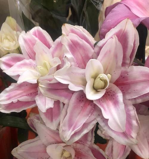 花卉种植的定义是什么意思？它包含哪些基本要素？