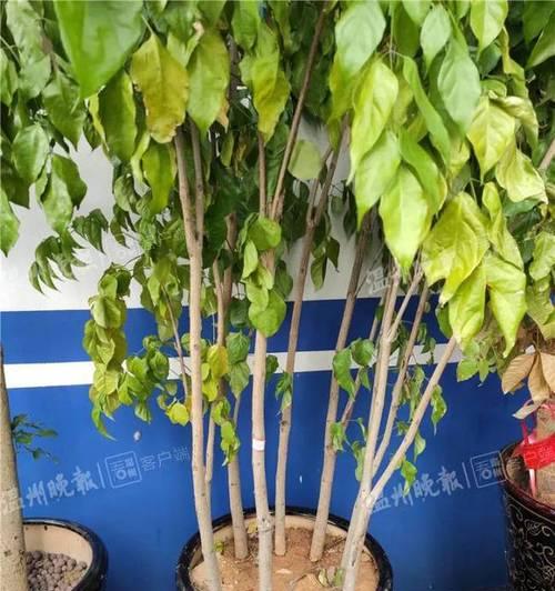 盆栽偷根现象如何处理？