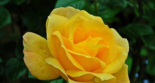38节送黄色玫瑰花代表什么含义？