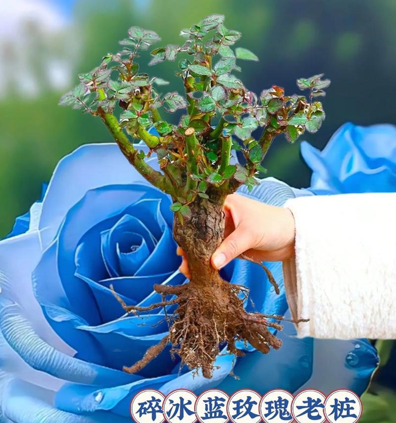 哪种花的花语是我想你？它的含义是什么？