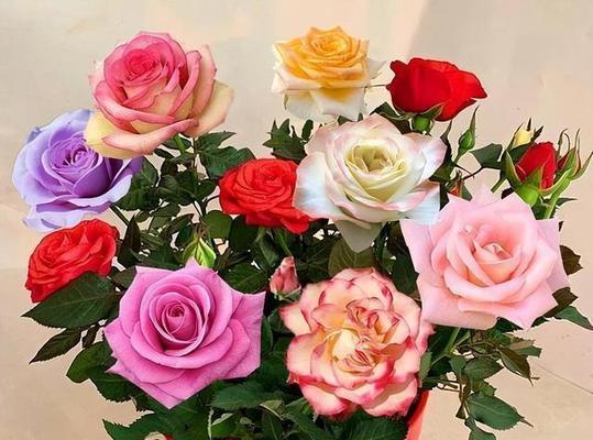 转场时送玫瑰花有何含义？玫瑰花在不同场合的象征是什么？