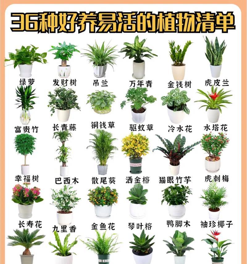 室内寓意最好养的花卉是什么？有哪些适合新手的推荐？