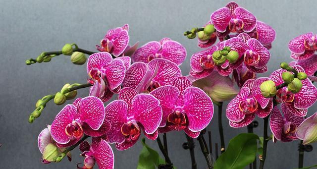室内寓意最好养的花卉是什么？有哪些适合新手的推荐？