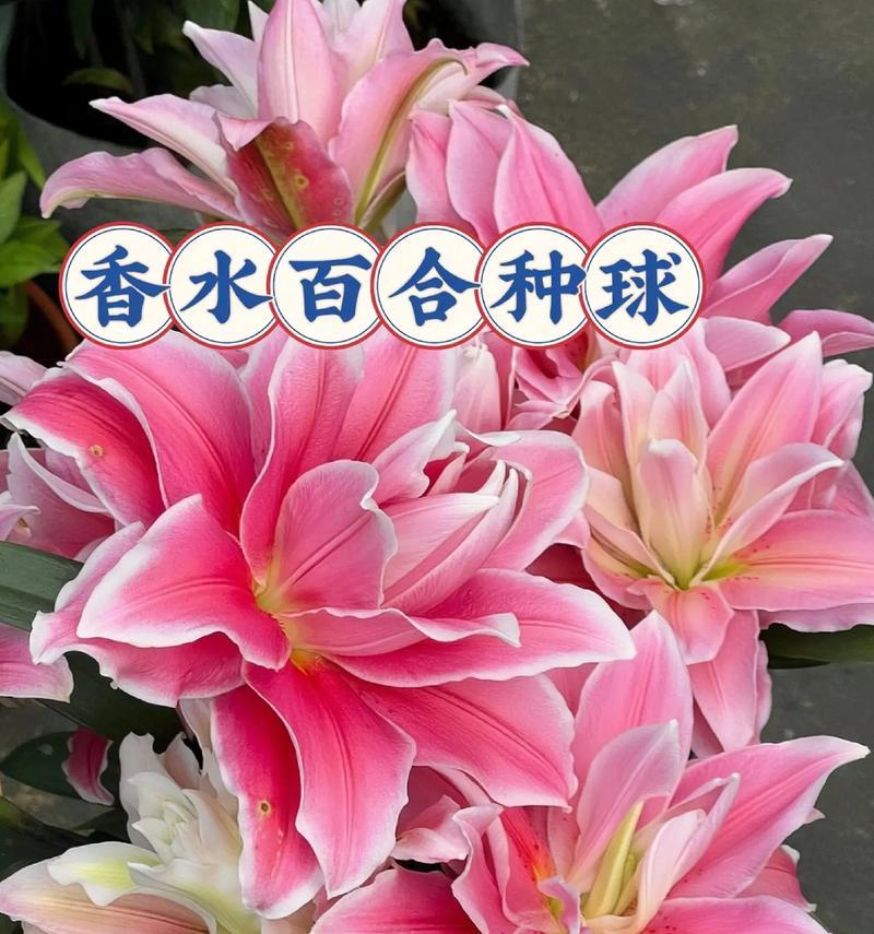 莲花之境重瓣百合花语是什么意思？重瓣百合象征着什么？