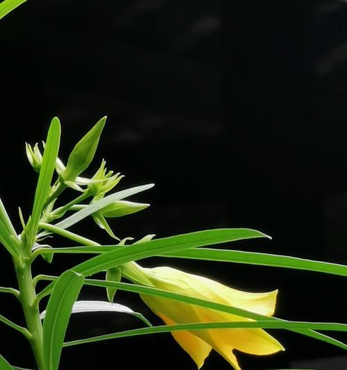 绞杀榕植物的花语有哪些含义？