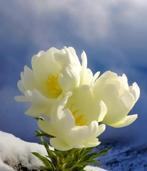 雪莲象征着什么？它的花语有哪些？