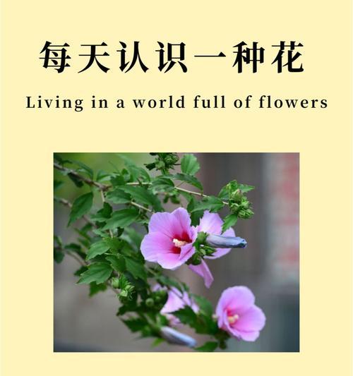 10月份有哪些花语？适合送什么花卉？