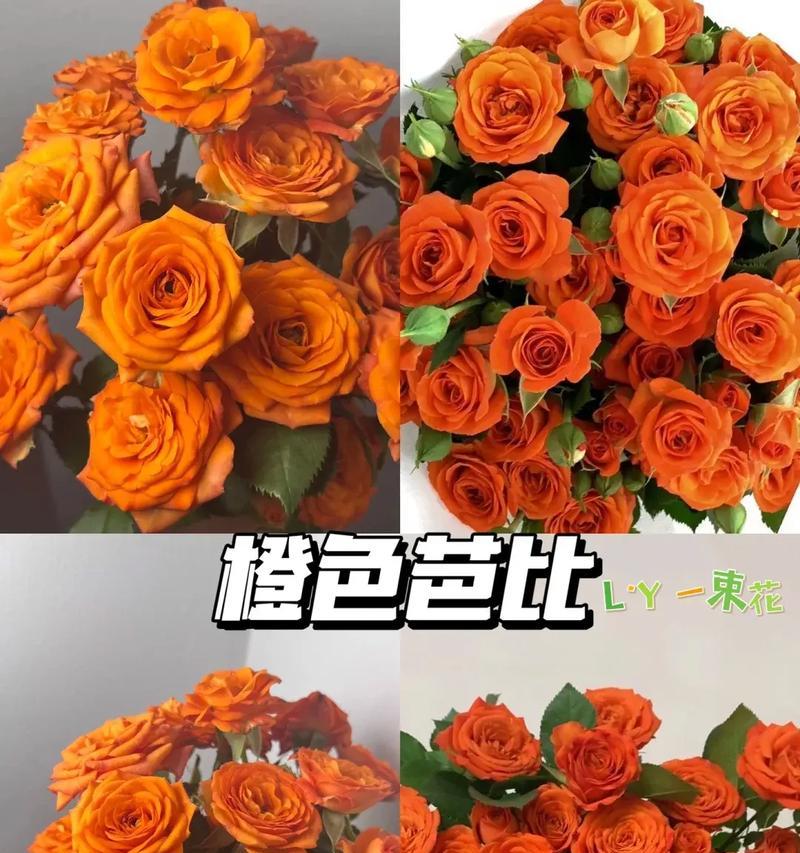 10月份有哪些花语？适合送什么花卉？