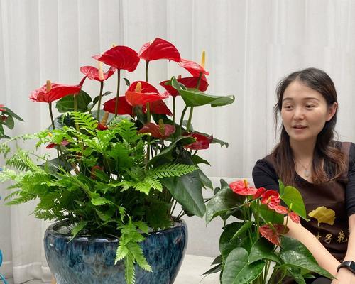 公司搬家时送什么植物好？它们的寓意和作用是什么？