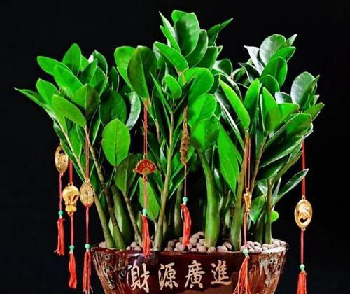 公司搬家时送什么植物好？它们的寓意和作用是什么？