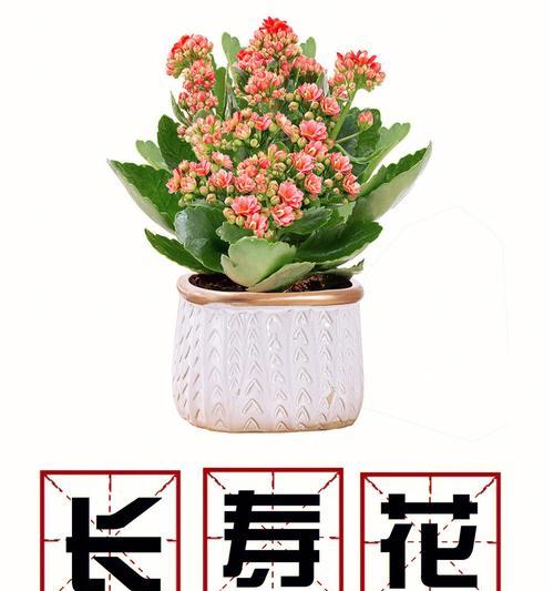 长寿花通常代表什么祝福？