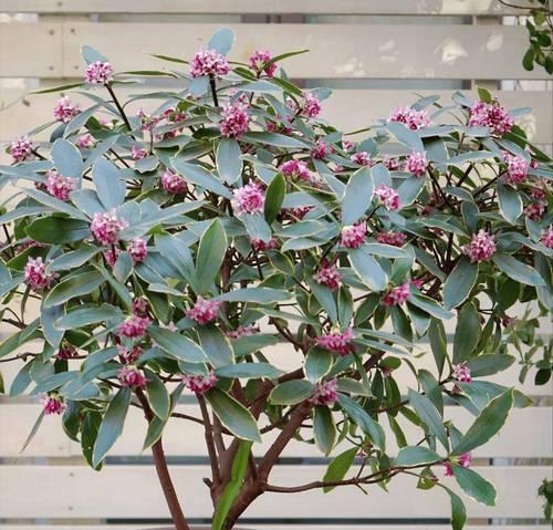 适合小矮盆的花卉植物有哪些推荐？它们的生长习性如何？