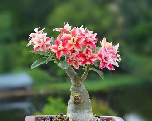 适合小矮盆的花卉植物有哪些推荐？它们的生长习性如何？