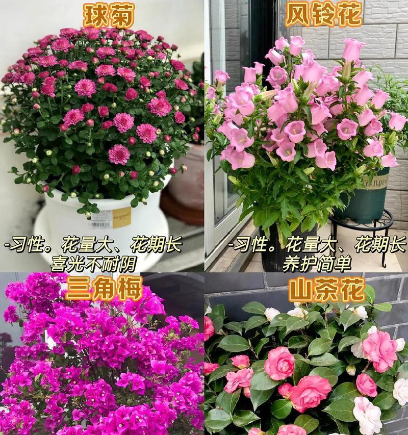 种在室内的花卉有哪些品种？如何选择适合室内的植物？