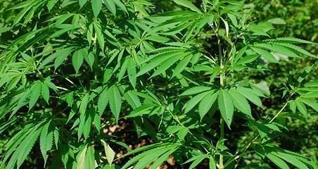 麻籽植物的用途和特性是什么？
