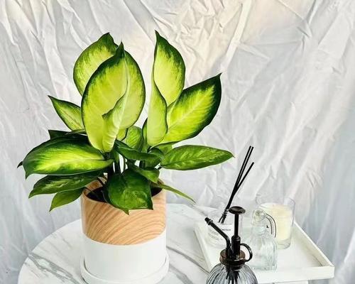 春夏季节适合室内水培的花卉有哪些？