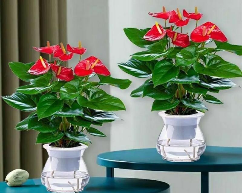 春夏季节适合室内水培的花卉有哪些？
