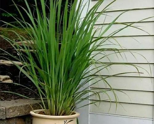 院子中哪些植物可以驱蚊？这些植物的驱蚊效果如何？