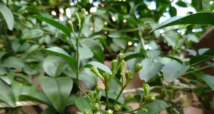 院子中哪些植物可以驱蚊？这些植物的驱蚊效果如何？