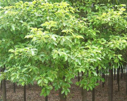 院子中哪些植物可以驱蚊？这些植物的驱蚊效果如何？